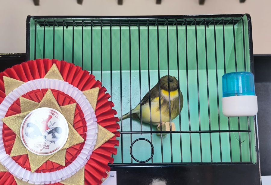 BEST IN SHOW